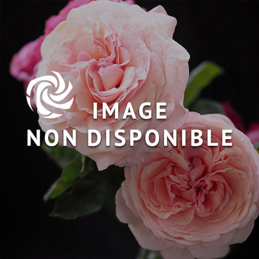 Photo indisponible JULIETTA