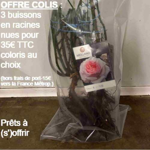 COLIS 3 BUISSONS RN
