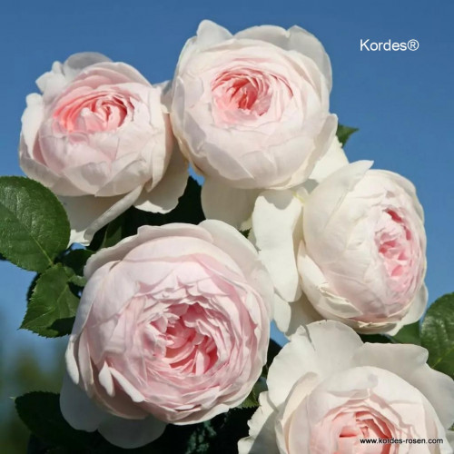 Herzogin Christiana® - La Belle Rouet