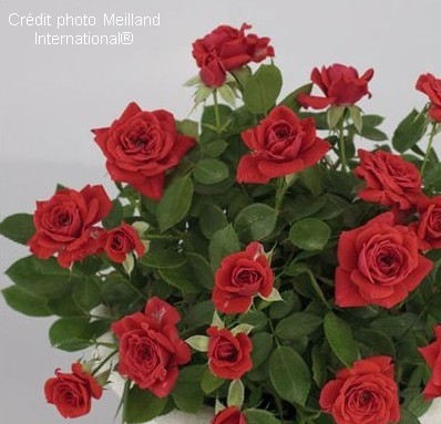 BABY BACCARA® Maipaede