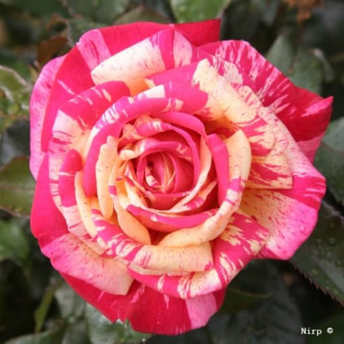BROCELIANDE® Adaterhuit