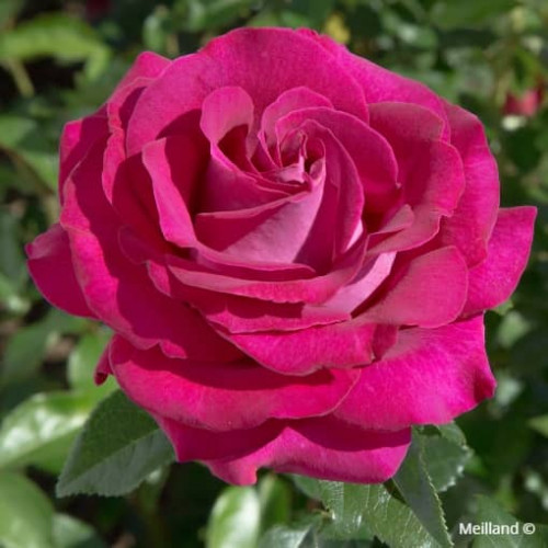 BELLES RIVES ® Meizolnil