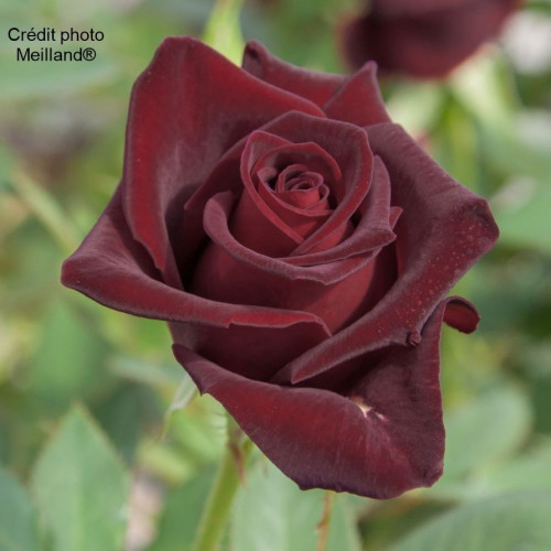 BLACK BACCARA® Meidebenne