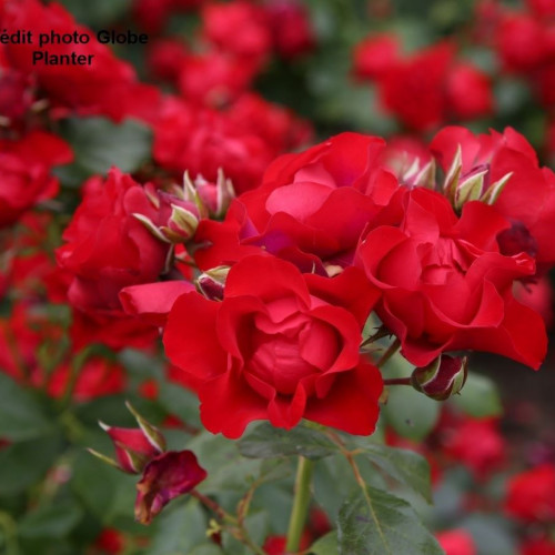 BLACK FOREST ROSE