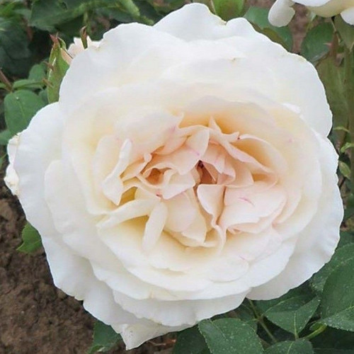BLANC QUEEN ELISABETH