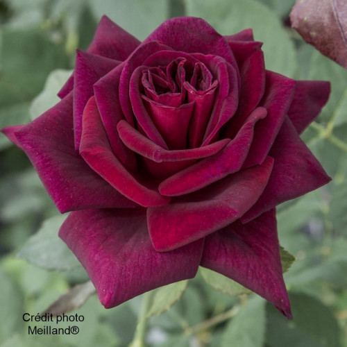 BLACK PERFUMELLA ®