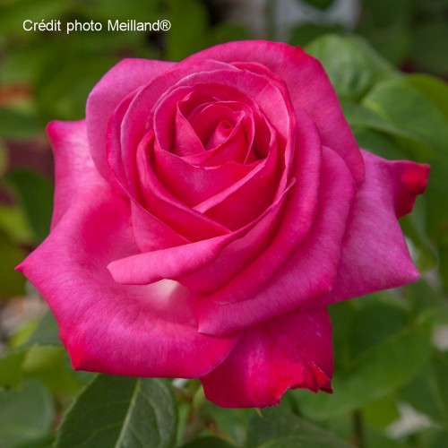 CAPRICE DE MEILLAND® Meisiover