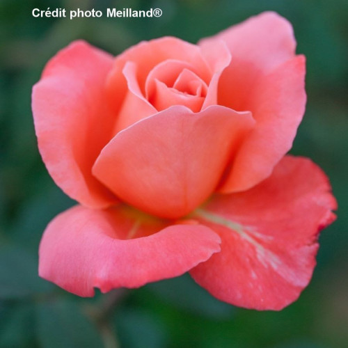 CATHERINE DENEUVE® Meipraserpi