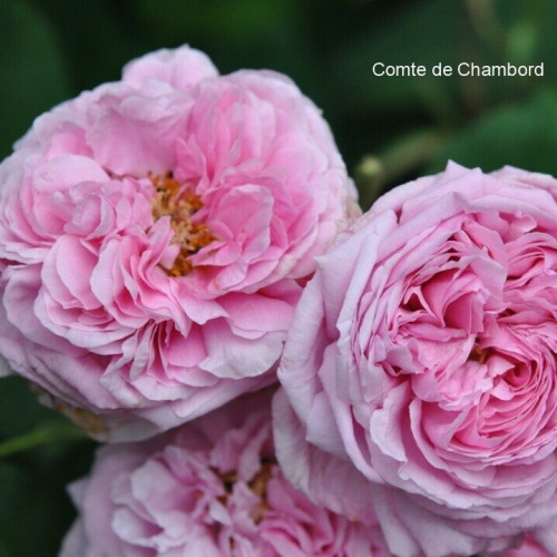 COMTE DE CHAMBORD