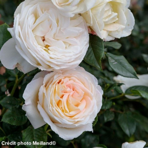CAMILLE CLAUDEL® Meiroguste