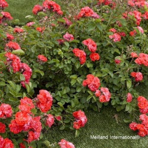 CORAL DRIFT® Meidrifora
