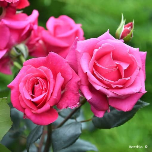 CRAZY PINK VOLUPTIA® Noa 16071