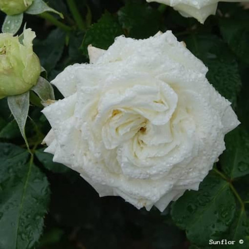 CREMET D'ANJOU ® weklicrypep