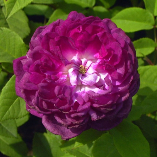 CARDINAL DE RICHELIEU