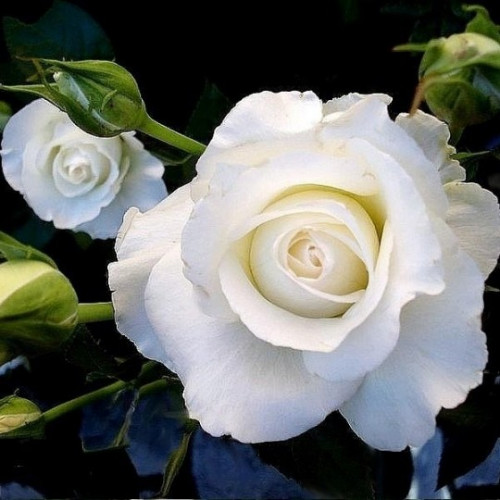 DOUCE BLANCHE