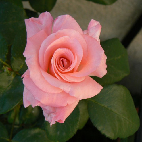 DIANE DE POITIERS