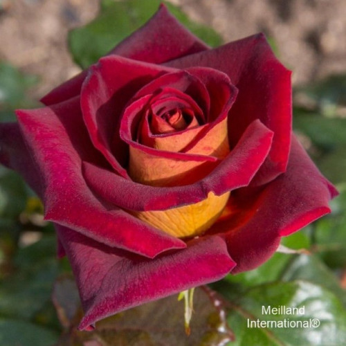 EDDY MITCHELL® Melrysett