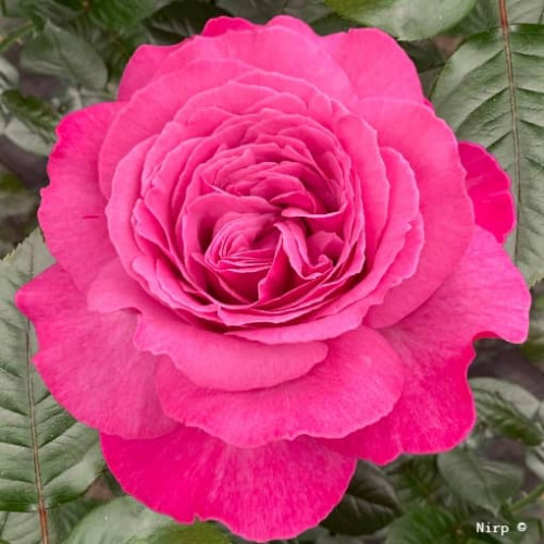 EUDORA® Nirpeuro
