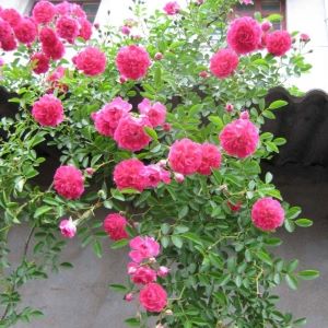 EXCELSA