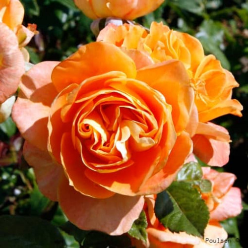 FLORA DANICA® Poulrim