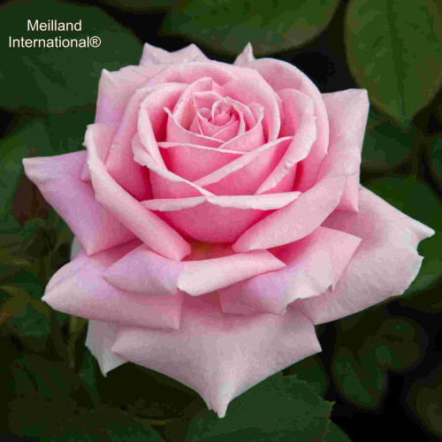 FREDERIC MISTRAL® Meitebros