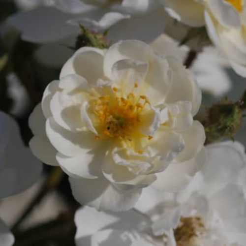 GUIRLANDE D’AMOUR®