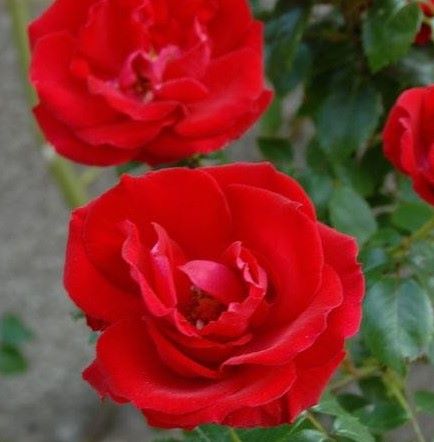 GUIRLANDE FLEURIE