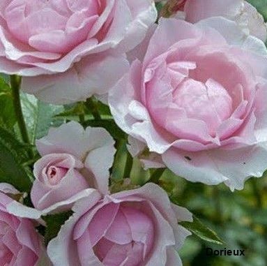 GILLES DE BRISSAC® dorella