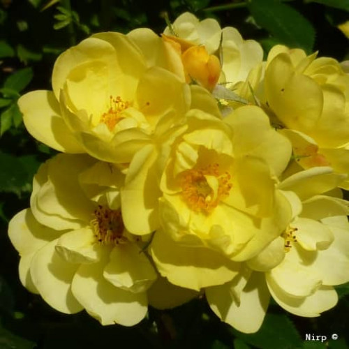 GOLDEN AGE® Adadenoj