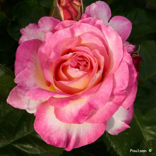 GORGEOUS ® Poulpmt009