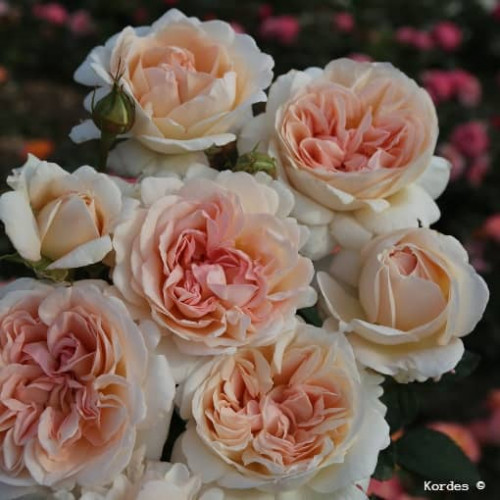 GRANDE DUCHESSE LOUISE® Parfuma® KORbrocage
