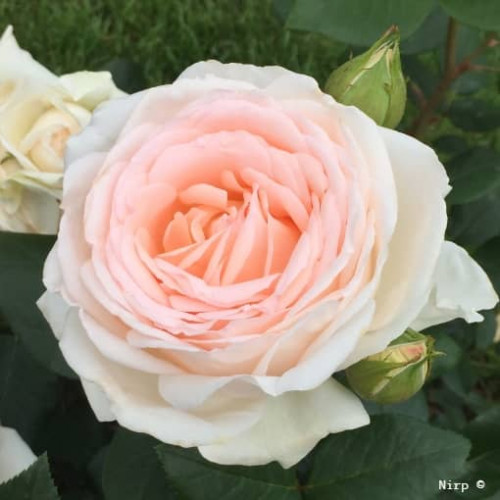 GRUAUD LAROSE® adasimagruaud