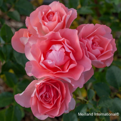JARDINS DE FRANCE® Meizebul