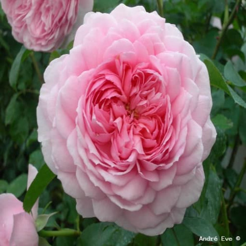 JUBILE IMPERIAL® eveparo