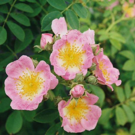 KEW RAMBLER