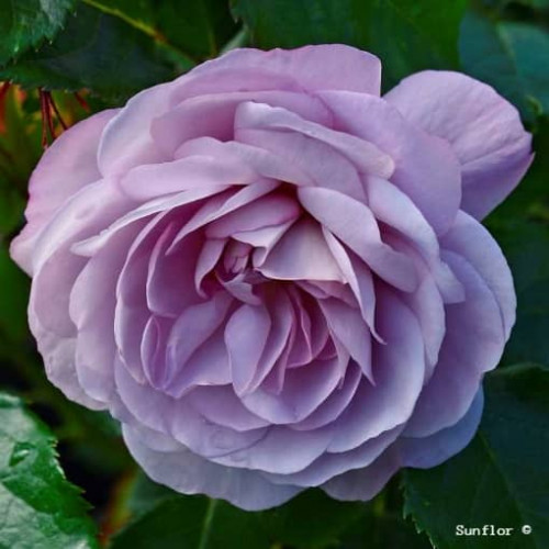 LADY PERFUME® Wepeawby