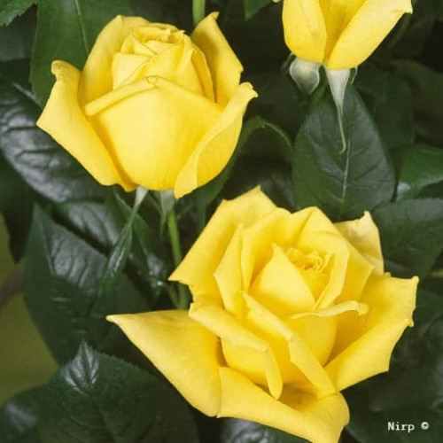 LANDORA® Sunblest