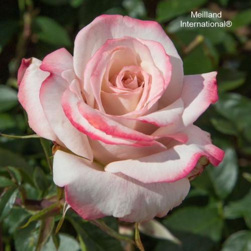 LYON LUMIERES® Meivanae