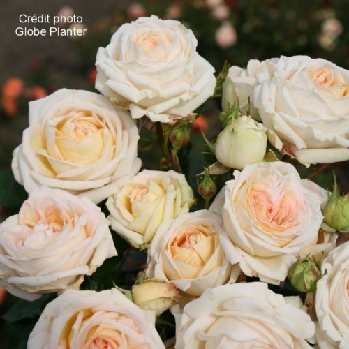 MADAME ANISETTE ®/MADAME DE LA VALLIERE® Korberonem