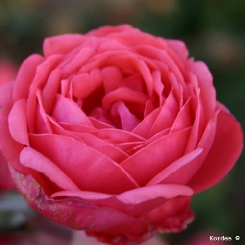 MADAME D’ESTREE® Parfuma® KORgehaque