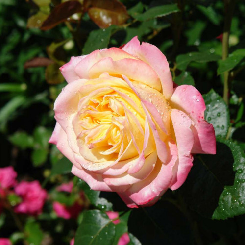 MADAME A. MEILLAND