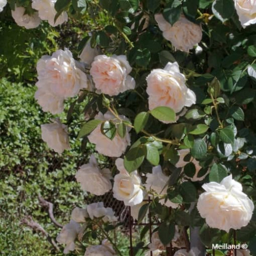 MON JARDIN MA MAISON® Gpt Meichavrin