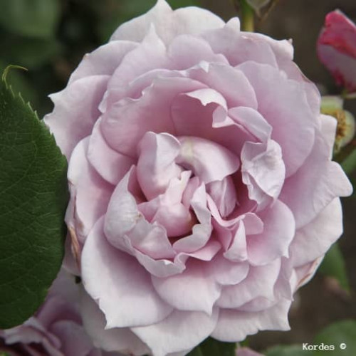 NOVALIS® Roses Féeriques® KORfriedhar