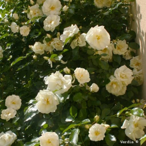 OPALIA® Gpt Noa140702