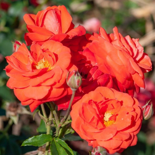 ORANGE SENSATION