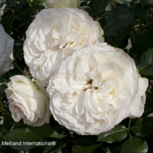 PALAIS ROYAL® Meiviowit
