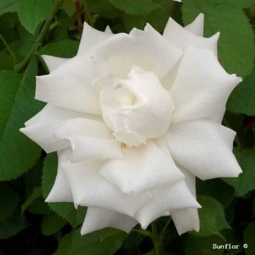 PAPE JEAN PAUL II®Jacsegra