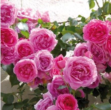PINK CLOUD Gpt