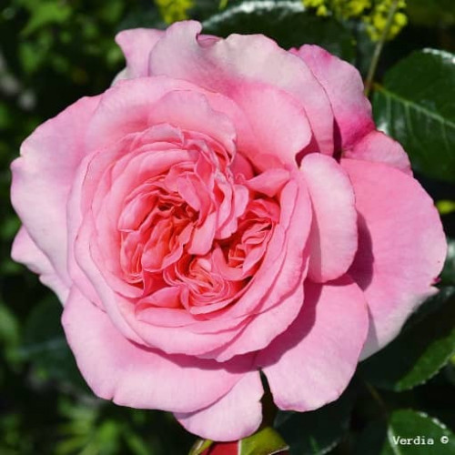PINK VOLUPTIA® Noa 1811108