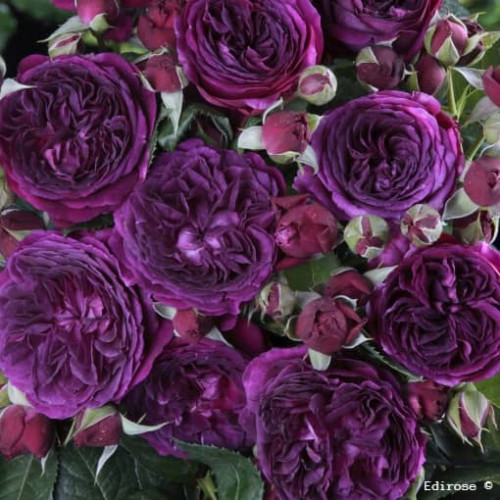 PURPLE LODGE® Ora2437